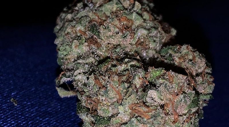 sensi matador by anani pharma strain review by trippietropical