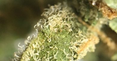 space bomb strain review from trulieve by indicadam