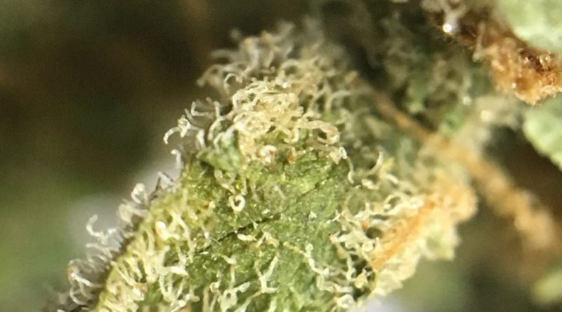 space bomb strain review from trulieve by indicadam