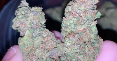 sunset sherbet by sherbinskis strain review by thatcutecannacouple