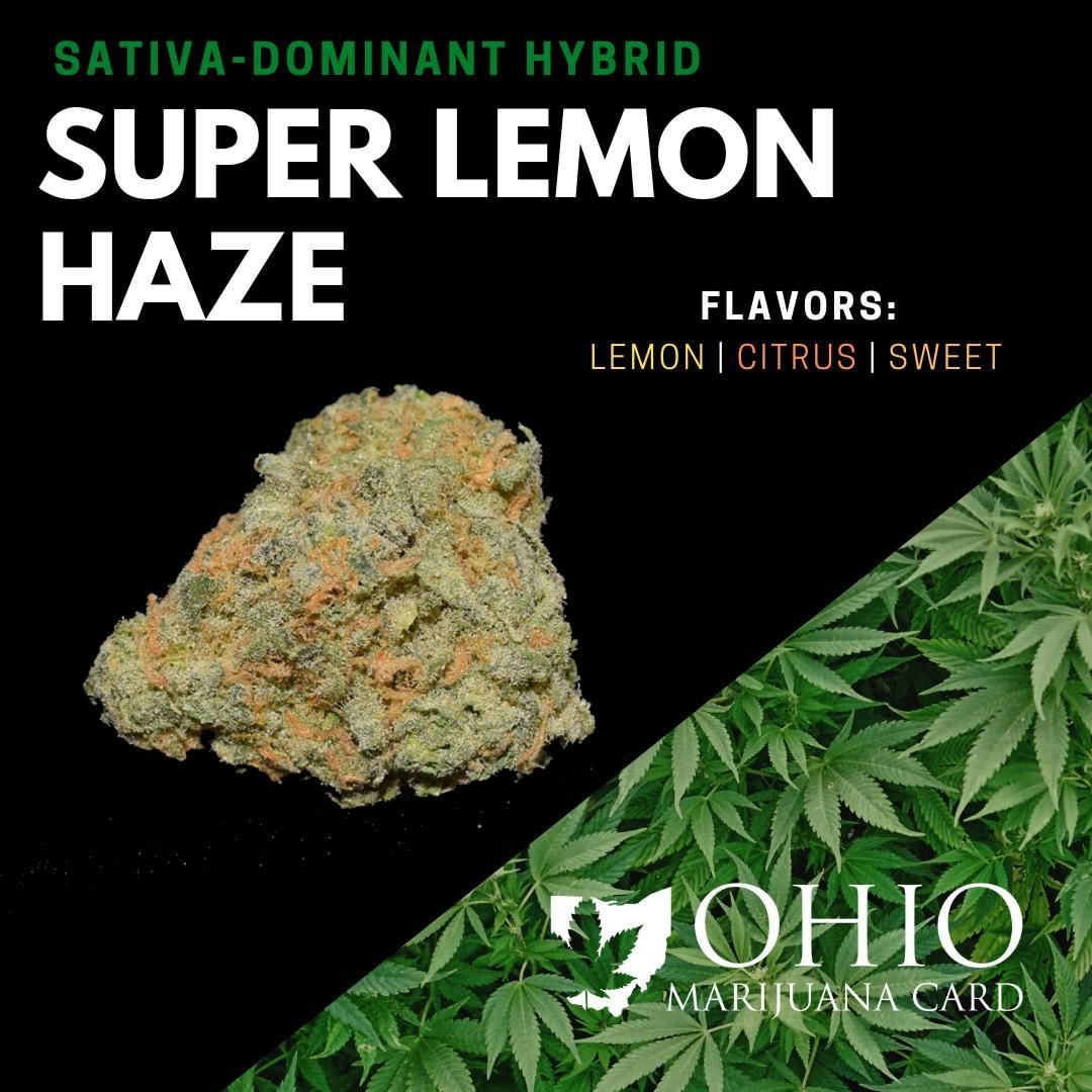 Super Lemon Haze Strain - Feminized Seeds - From $39.55 / 5 Seeds