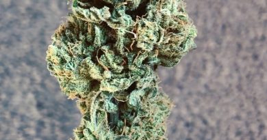 t1 cbd strain by skywalker grows cbd review by consciouscloudscbd