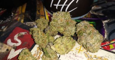 thc runtz by the high couture strain review by sjweedreview