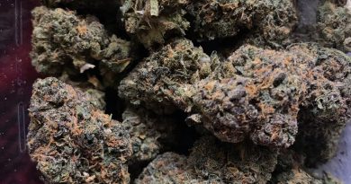 the black by bc bud depot strain review by thatcutecannacouple