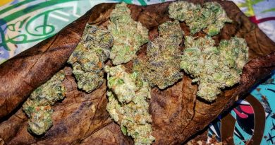 thin mint gsc from ca collective strain review by sjweedreview