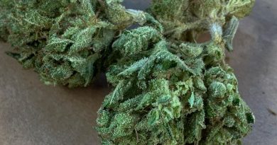 tombstone by prich biotech strain review by trippietropical