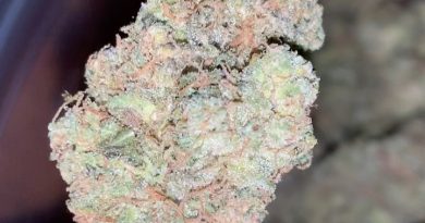 triangle mints by seed junky genetics strain review by thatcutecannacouple