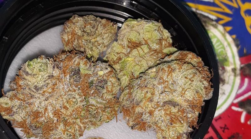 trifi cookies by triple seven strain review by sjweedreview