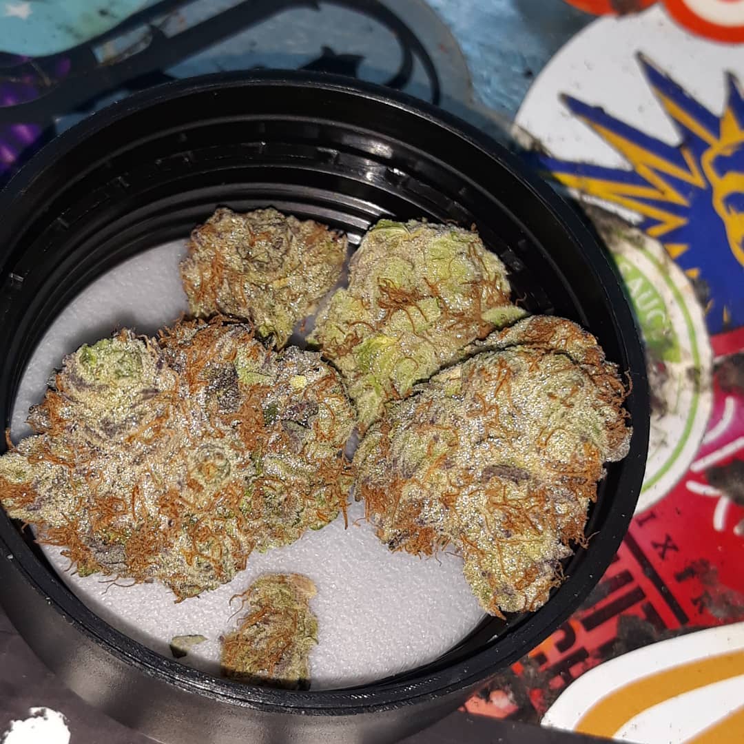 trifi cookies by triple seven strain review by sjweedreview