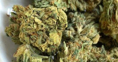 trophy wife by hempton farms cbd strain review by consciouscloudscbd