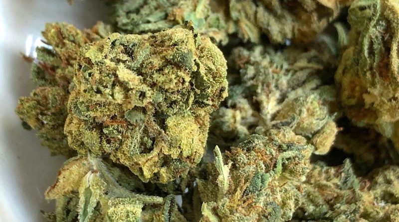 trophy wife by hempton farms cbd strain review by consciouscloudscbd