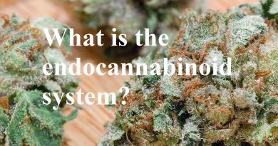 what is the endocannabinoid system thehighestcritic