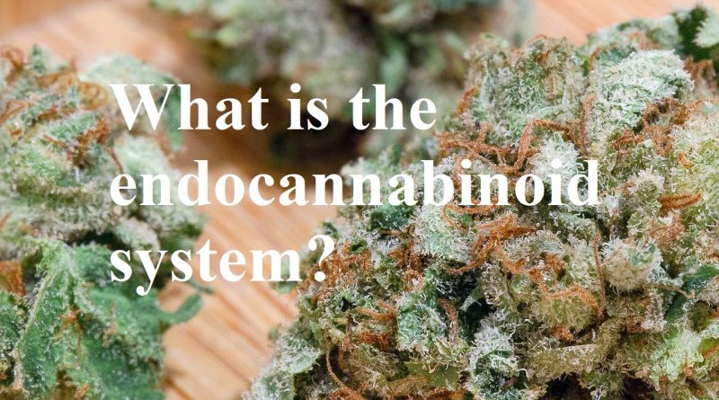 what is the endocannabinoid system thehighestcritic