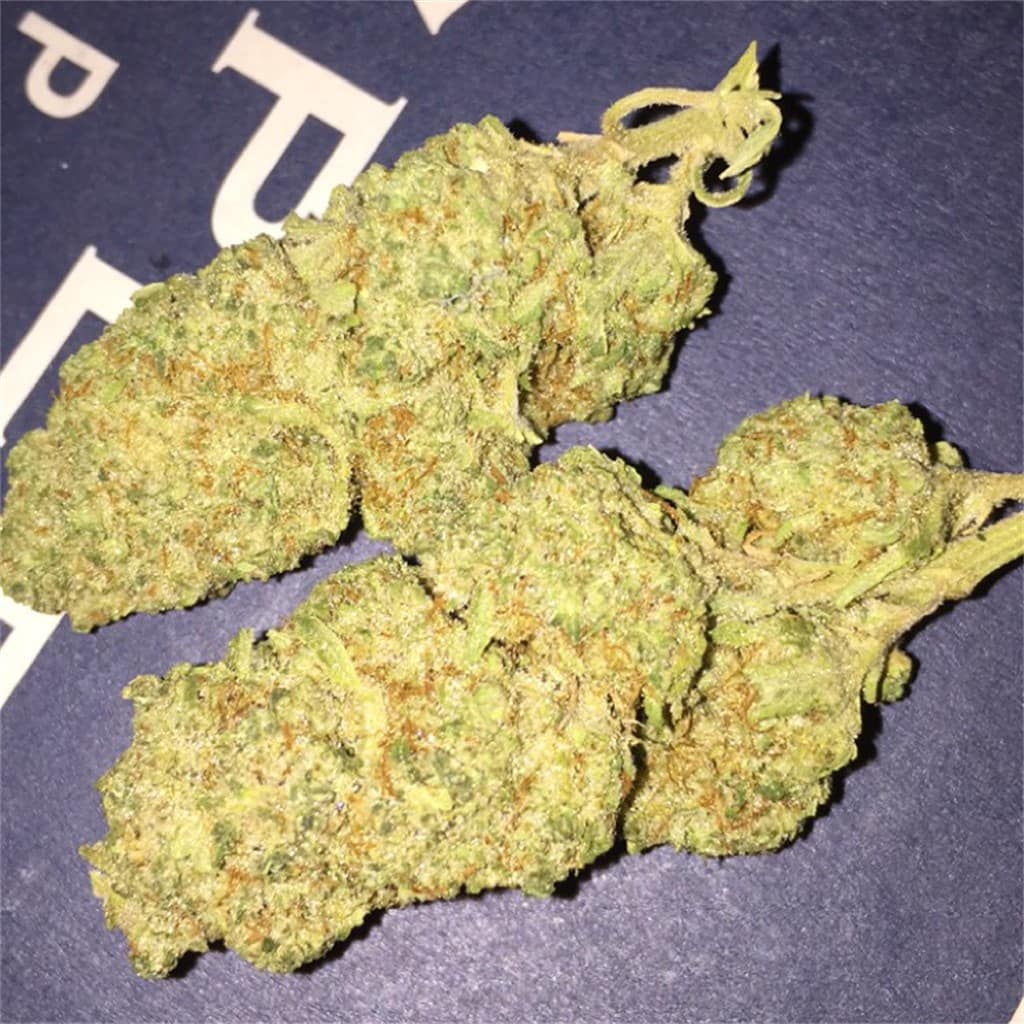 Strain Review: White Fire OG aka WiFi OG - The Highest Critic