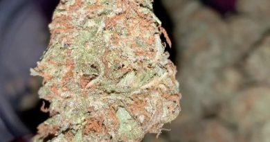 white rhino by green house seed company strain review by thatcutecannacouple