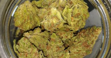white widow by glass house farms strain review by sjweedreview