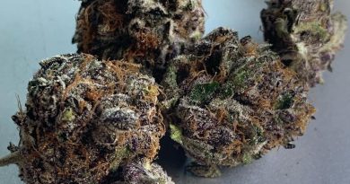 wookies gsc x white 91 strain review by trippietropical