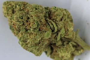 apple fritter by lumpy's flowers strain by cannasaurus_rex_reviews 2