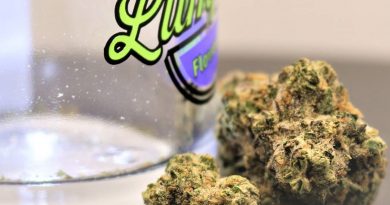 apple fritter by lumpy's flowers strain review by cannasaurus_rex_reviews