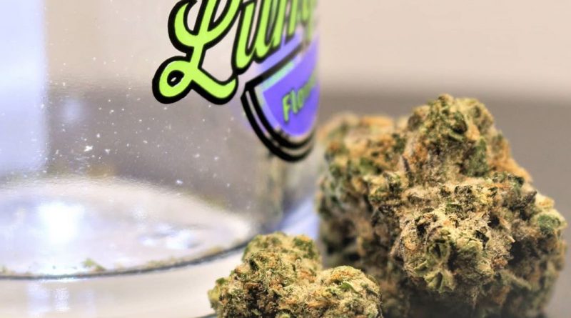 apple fritter by lumpy's flowers strain review by cannasaurus_rex_reviews