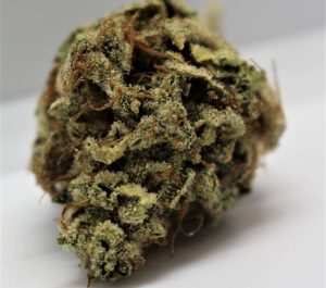 bermuda glue by pleasant living gardens strain review by cannasaurus_rex_reviews 2