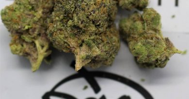 bixcotti by doja exclusive strain review by cannasaurus_rex_reviews