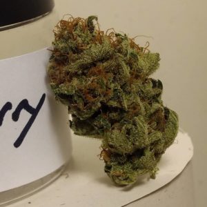 blueberry by old world organics strain review by pdxstoneman 2