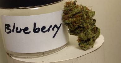 blueberry by old world organics strain review by pdxstoneman