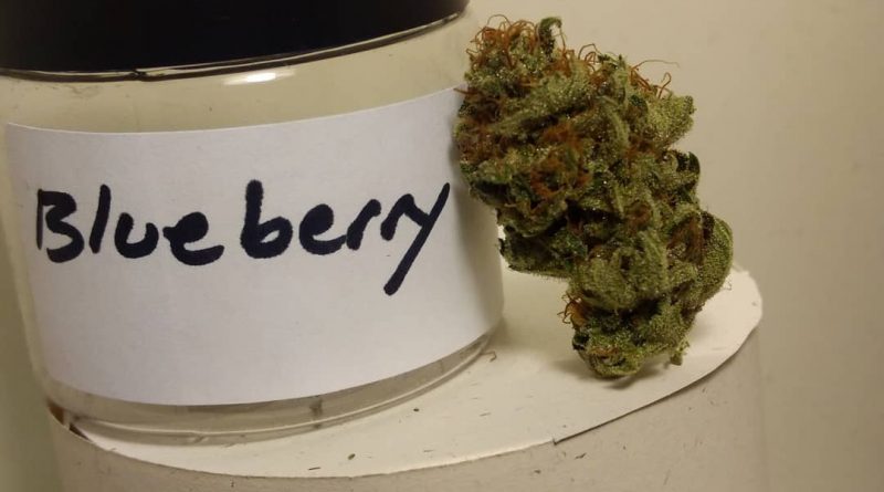 blueberry by old world organics strain review by pdxstoneman