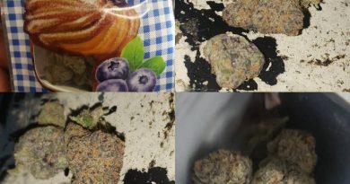 blueberry cruffin by cannatique strain review by cannasaurus_rex_reviews