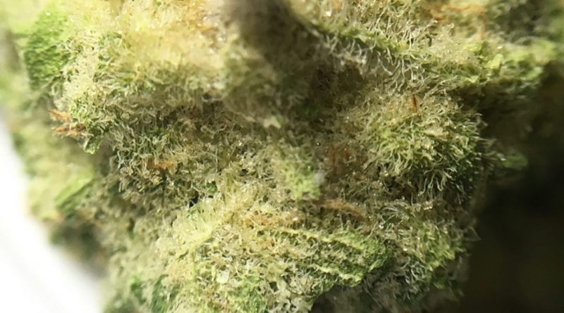 bubble gum minis from trulieve strain review by indicadam