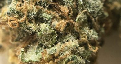 chemhund by muv florida strain review by indicadam