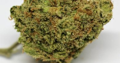 cherry lime haze by leiffa medical strain review by cannasaurus_rex_reviews