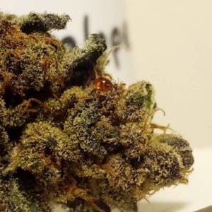 chocolate thai x chocolope by old world organics strain review by pdxstoneman 2