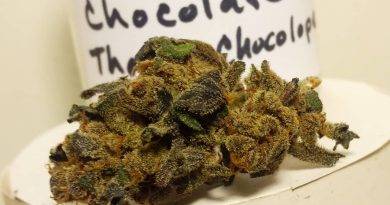 chocolate thai x chocolope by old world organics strain review by pdxstoneman