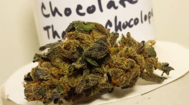 chocolate thai x chocolope by old world organics strain review by pdxstoneman