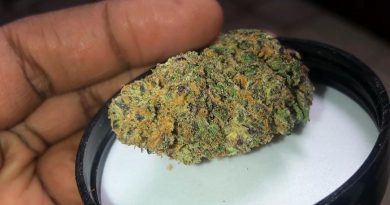 cosmic cookies from nevada wellness center dispensary review by everythinghazee