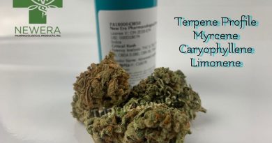 critical kush from new era pharmacological products strain review by trippietropical 2