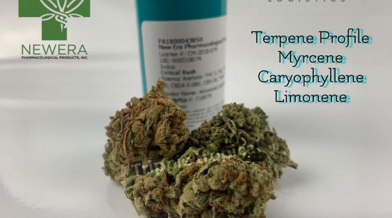 critical kush from new era pharmacological products strain review by trippietropical 2