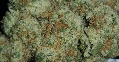 dark star by th seeds strain review by sticky_Haze420