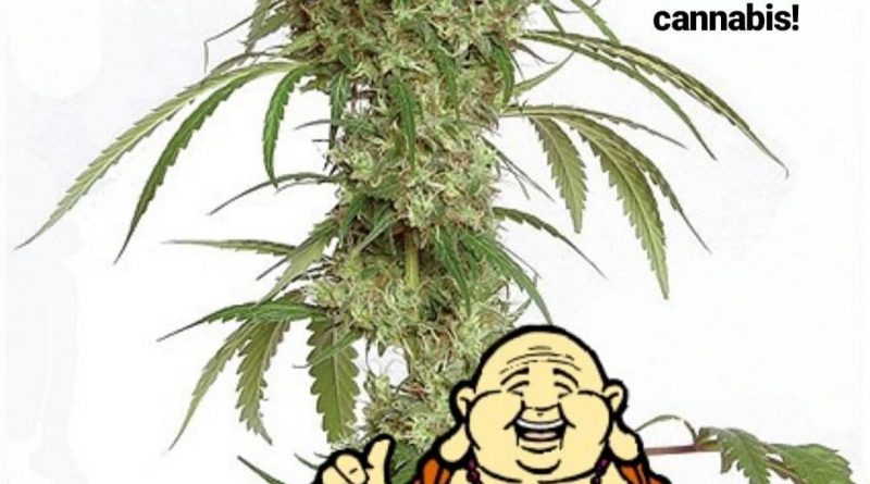 did buddha use cannabis cannabis history by cannaquestions