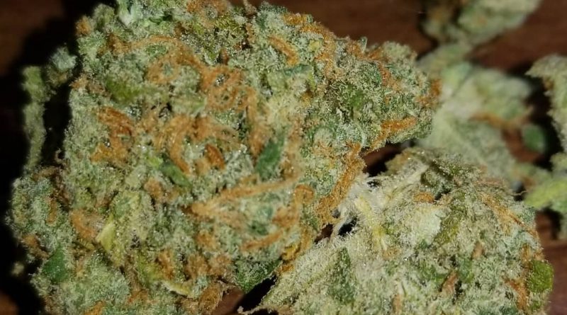 durban poison by dutch passion strain review by sticky_haze420