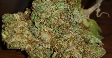 face off og by archive seed bank strain review by sticky_haze420