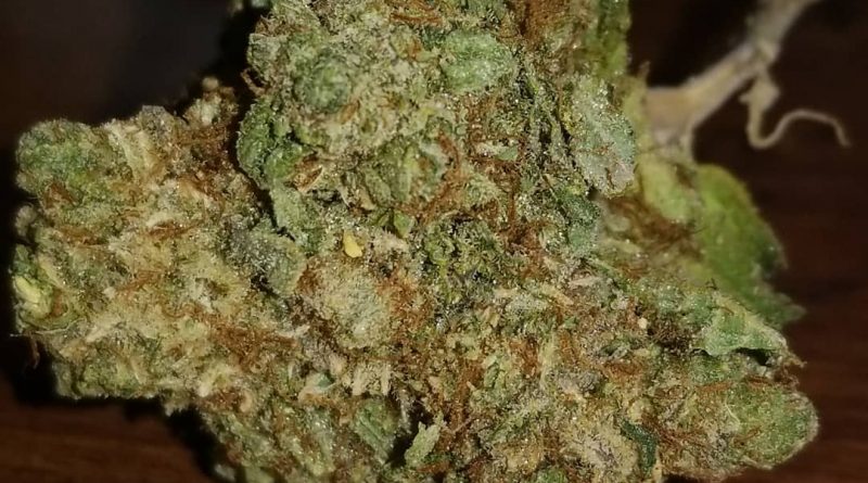 Strain Review: Face Off OG by Archive Seed Bank - The ...