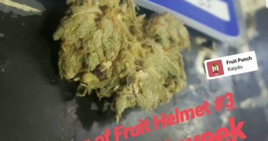 fruit helmet #3 by ocean grown seeds strain review by cannasaurus_rex_reviews