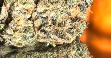 gelato 33 by ganjzilla okc strain review by okcannacritic