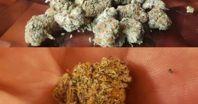 gelato 41 from doja exclusive strain review by cannasaurus_rex_reviews