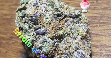 gelato #43 by SHERBINSKIS strain review by sticky_haze420