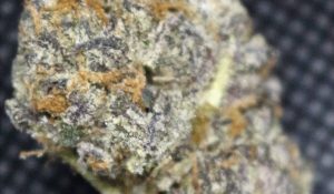 gobbstopper by wizard trees farm strain review by cannasaurus_rex_reviews 2