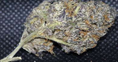 gobbstopper by wizard trees farm strain review by cannasaurus_rex_reviews